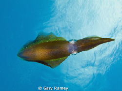 Spent a whole dive with a group of squid that didn't mind... by Gary Ramey 